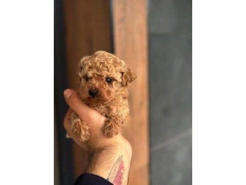 Kore poodle yavru köpeklerimiz