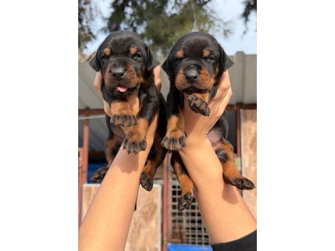Doberman yavrularımız