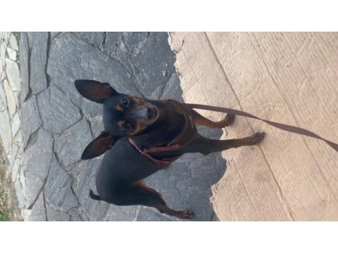 Gözde pinscher köpeğim can dostum ilanda