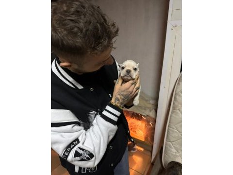 2.5 aylık erkek french bulldog