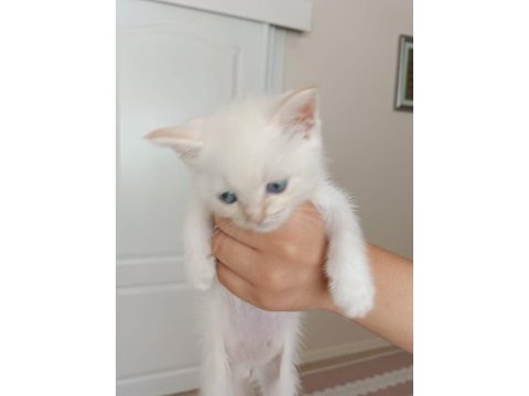 British shorthair yavruları