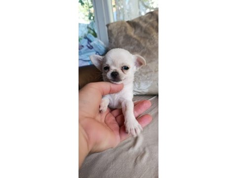 Chihuahua cep boy gerçek teacup ev üretimi çorlu