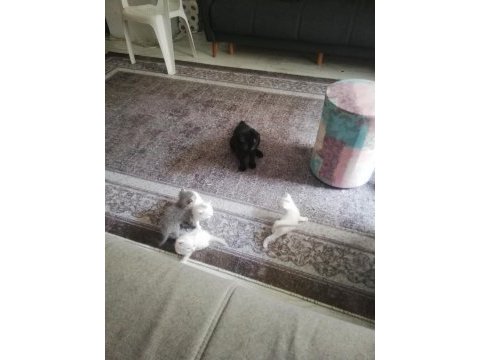 Bursa içi british longhair yavrular