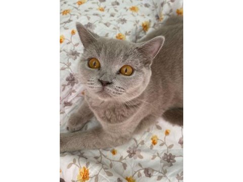 Kedimiz bellaya yuva