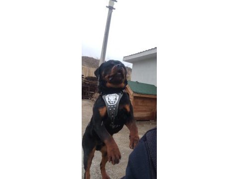 Erkek rottweiller