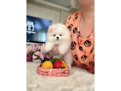 Mikro cep boy dişi pomeranian boo