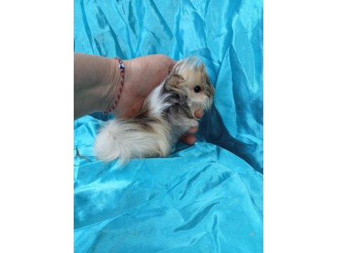 Harika safkan peruvian ginepig yavrular