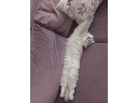 British longhair kedim karameli sahiplendirmek istiyorum