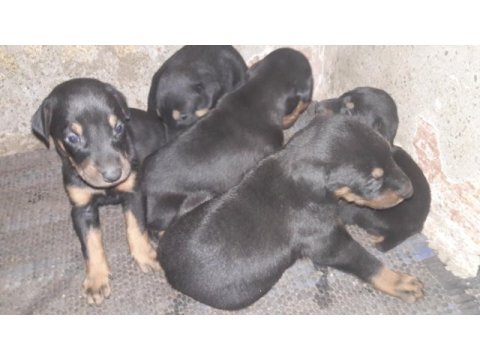 25 günlük doberman köpekleri