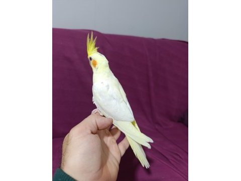3 aylık yavru sultan papağanı
