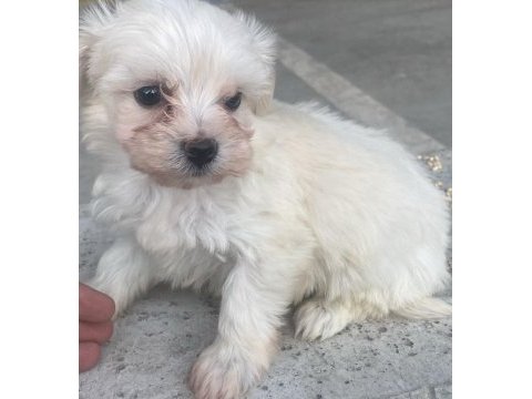 En tatlı terrier bebekler