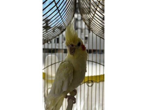 3 aylık sultan papağanı