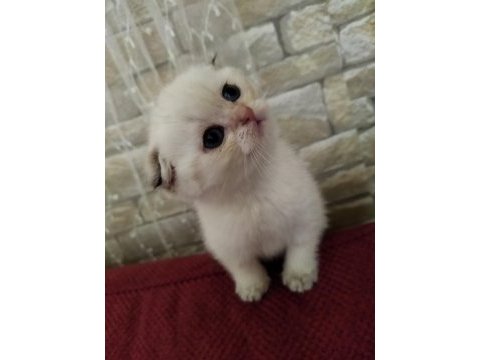 Golden, silver ve lilac scottish fold yavrular