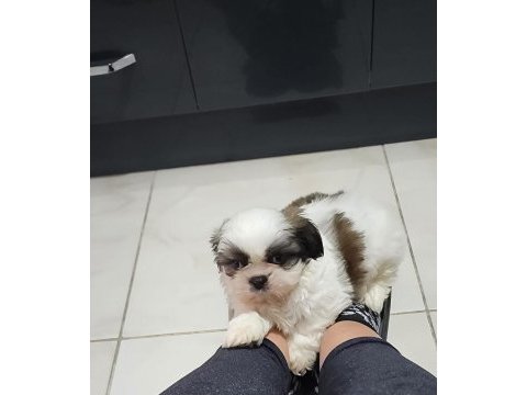 4 aylık shih tzu dobby yeni yuvasını arıyor