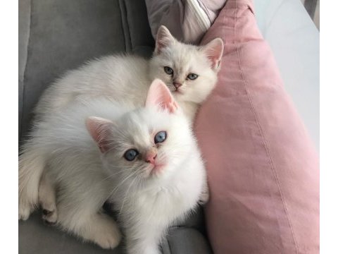 Sahiplendirilecektir british shorthair