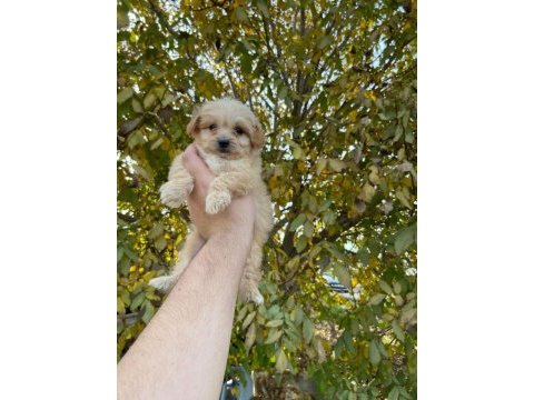 2 aylık maltipoo