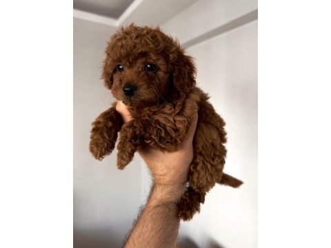 Peluş tadında orjinal minik boy poodle bebekler