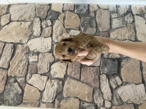 Sağlık ve ırk garantili poodle yavrularımız