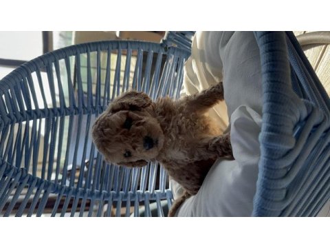 A kalite toy poodle bebekleri
