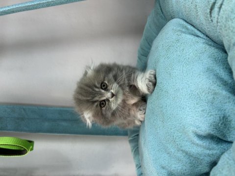 Scottish longhair erkek ve dişi yavrularımız