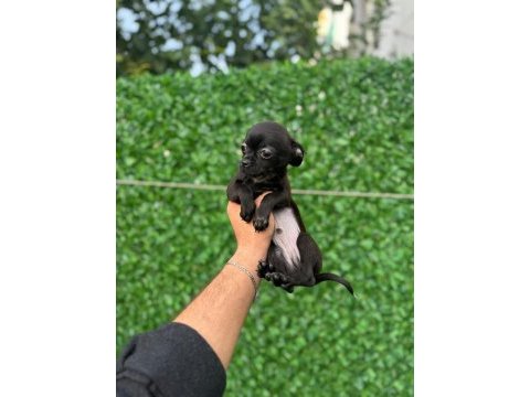 Tüylü ve tüysüz tuvalet eğitimli chihuahualar