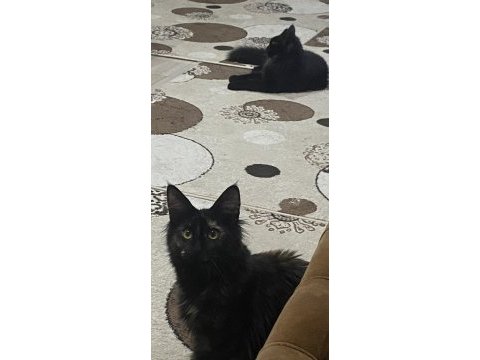 Koca maine coon bebekler