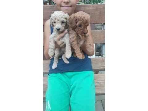 Renk renk minyatür poodle yavrular