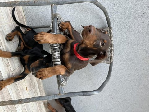 3.5 aylık son 4 dişi doberman