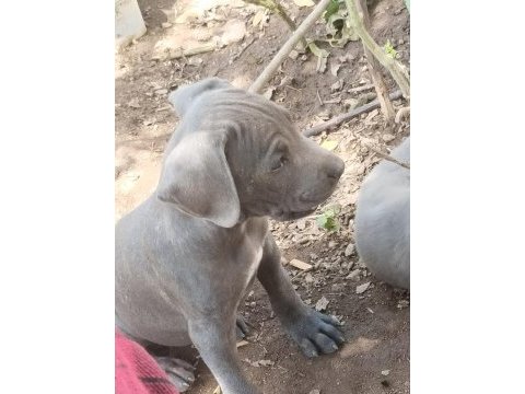 Cane corso blue bebekler