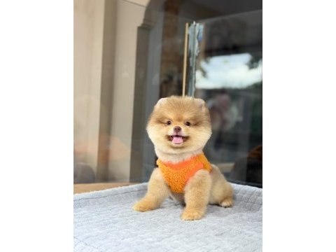 Sağlık ve ırk garantili pomeranian