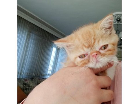 Exotic shorthair burun, şov kalite