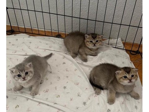 Sağlıklı kaliteli british shorthair yavrular