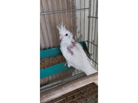 Yavru albino sultan papağanımız