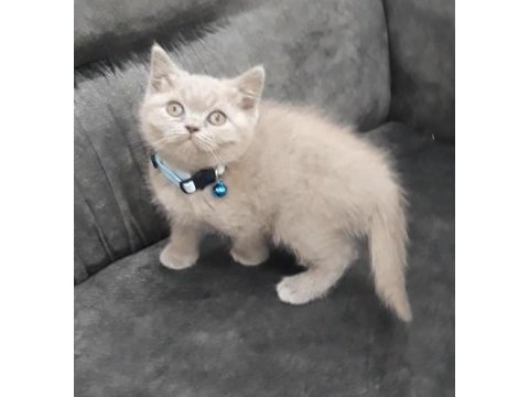 British shorthair scottish fold ücretli sahiplendirme