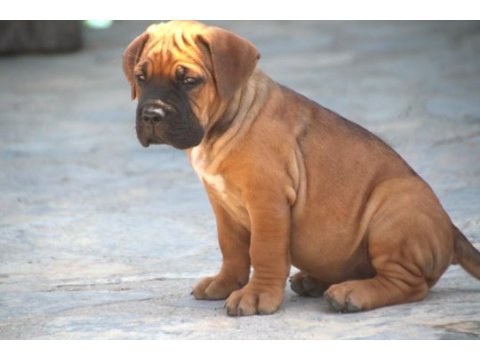Fcı-kıf secereli safkan cane corso yavrular