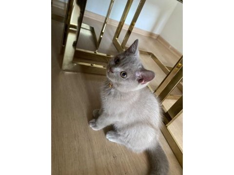 Lilac british shorthair