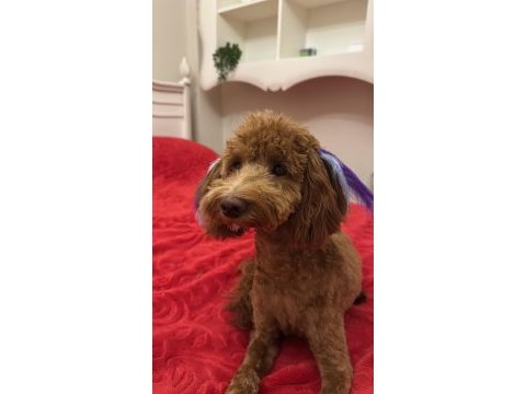 Toy poodle köpeğimiz