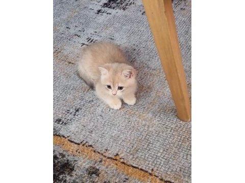 A kalite british shorthair yavrular
