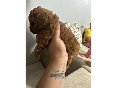 Dişi ve erkek toy poddle yavrularımız