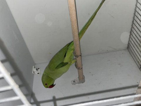 Pakistan papağanımız