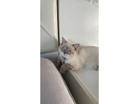 Kedimizle gerçekten ilgilenenler arasın