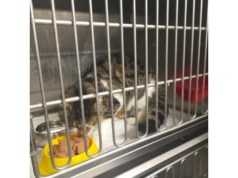 Depremzede engelli kahraman kedi