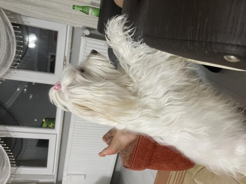 Sevgi delisi tuvalet eğitimi aşıları tam maltese