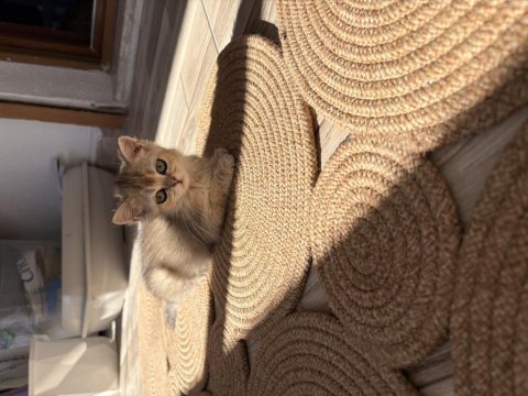 Safkan dişi yavru british shorthair
