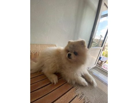 Pomeranian boo dişi ayı surat