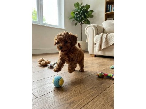 Toy poodle için ulaşınız