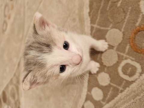 2 haftalık karma british longhair