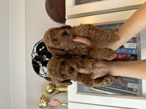 Muhteşem toy poodle yavrular