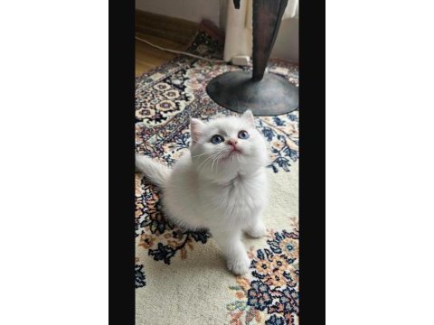British shorthair prens yavrumuz