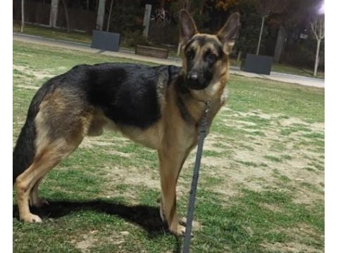 Şecereli alman kurdu köpeğimi sahiplendiriyorum